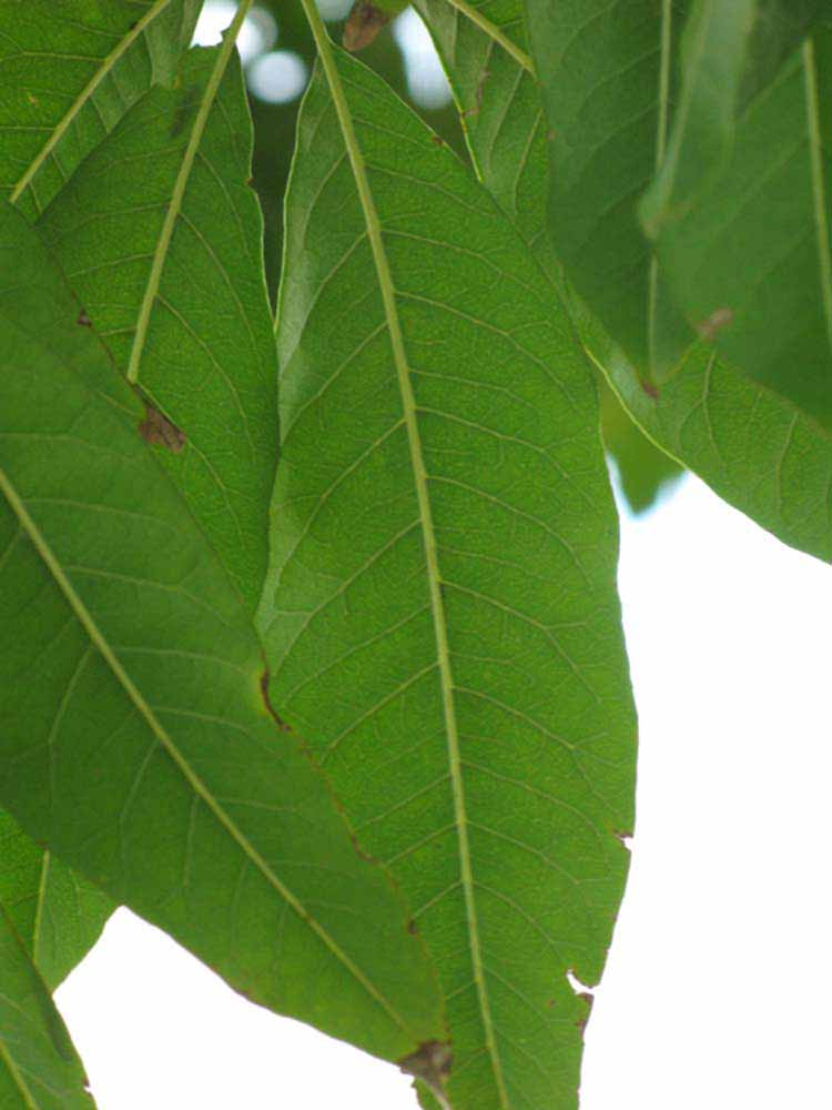              Leaflet (Winter Haven, FL)       